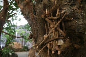Makam Bayi Kambira di Tana Toraja, Jenasah Bayi Dimasukan Kedalam Pohon Tarra.